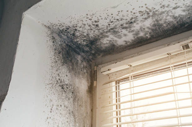 Affordable Basement Mold Remediation solutions in Lyons, NJ