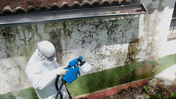 Top rated local Basement Mold Remediation specialists in Lyons, NJ